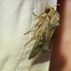 Diarsia intermixta at Jerrabomberra, NSW - suppressed