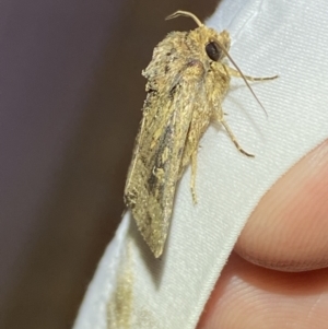 Diarsia intermixta at Jerrabomberra, NSW - 20 Mar 2022