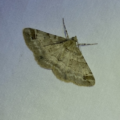 Syneora hemeropa (Ring-tipped Bark Moth) at Jerrabomberra, NSW - 20 Mar 2022 by SteveBorkowskis