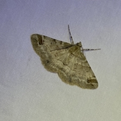 Syneora hemeropa at Jerrabomberra, NSW - 20 Mar 2022