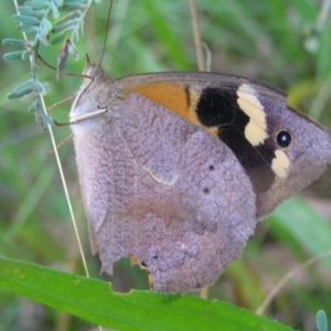 Heteronympha merope at Red Hill, ACT - 19 Mar 2022