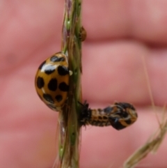 Harmonia conformis (Common Spotted Ladybird) at Bicentennial Park - 19 Mar 2022 by Paul4K