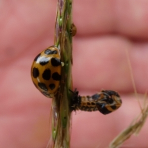 Harmonia conformis at Queanbeyan West, NSW - 20 Mar 2022