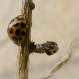 Harmonia conformis at Queanbeyan West, NSW - 20 Mar 2022