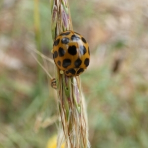 Harmonia conformis at Queanbeyan West, NSW - 20 Mar 2022