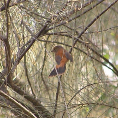 Rhipidura rufifrons (Rufous Fantail) at Red Hill, ACT - 19 Mar 2022 by MatthewFrawley