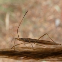 Mutusca brevicornis (A broad-headed bug) at Bicentennial Park - 19 Mar 2022 by Paul4K