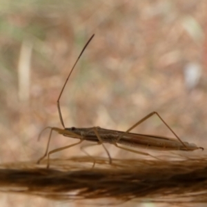 Mutusca brevicornis at Queanbeyan West, NSW - 20 Mar 2022 09:33 AM