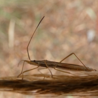 Mutusca brevicornis (A broad-headed bug) at Queanbeyan West, NSW - 19 Mar 2022 by Paul4K