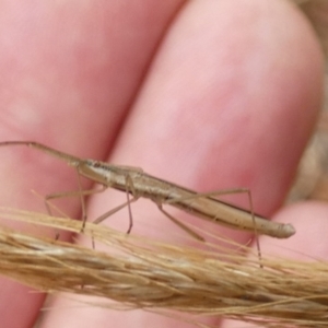 Mutusca brevicornis at Queanbeyan West, NSW - 20 Mar 2022 09:33 AM