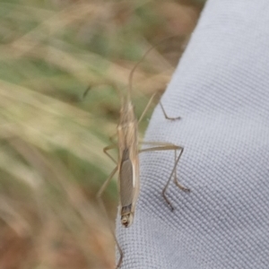 Mutusca brevicornis at Queanbeyan West, NSW - 20 Mar 2022 09:33 AM