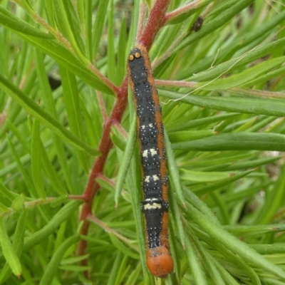 Oenochroma vinaria (Pink-bellied Moth, Hakea Wine Moth) at Queanbeyan West, NSW - 20 Mar 2022 by Paul4K