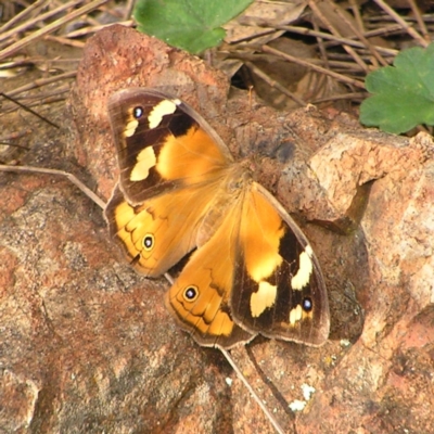 Heteronympha merope (Common Brown Butterfly) at Red Hill, ACT - 19 Mar 2022 by MatthewFrawley