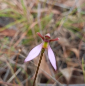 Eriochilus cucullatus at Throsby, ACT - suppressed