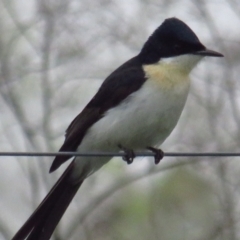 Myiagra inquieta (Restless Flycatcher) at Fyshwick, ACT - 19 Mar 2022 by TomW