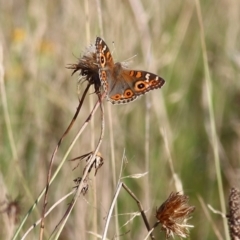 Junonia villida (Meadow Argus) at Wodonga, VIC - 20 Mar 2022 by KylieWaldon