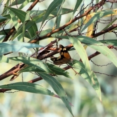 Heteronympha merope (Common Brown Butterfly) at Wodonga, VIC - 19 Mar 2022 by KylieWaldon