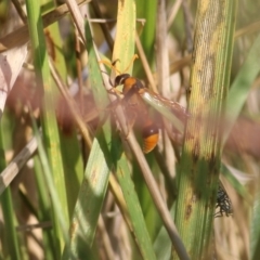 Delta bicinctum (Potter wasp) at Wodonga, VIC - 19 Mar 2022 by KylieWaldon