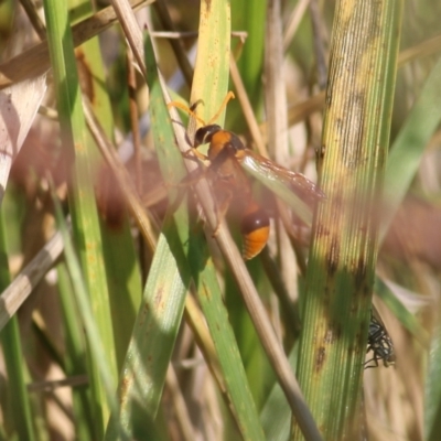 Delta bicinctum (Potter wasp) at Wodonga, VIC - 19 Mar 2022 by KylieWaldon