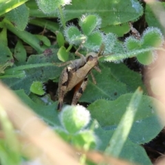 Phaulacridium vittatum (Wingless Grasshopper) at Wodonga, VIC - 19 Mar 2022 by KylieWaldon