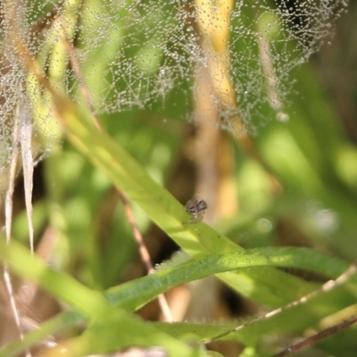 Linyphiidae (family) (Money spider or Sheet-web spider) at Wodonga, VIC - 19 Mar 2022 by KylieWaldon