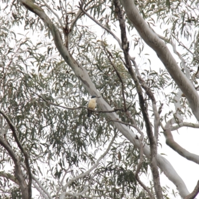 Todiramphus sanctus (Sacred Kingfisher) at Bruce, ACT - 30 Oct 2016 by JimL