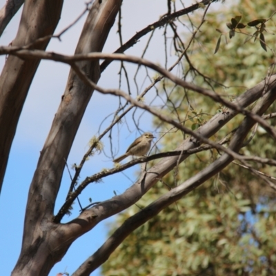 Caligavis chrysops (Yellow-faced Honeyeater) at Mount Clear, ACT - 10 Nov 2019 by JimL