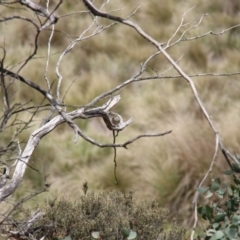 Caligavis chrysops at Mount Clear, ACT - 10 Nov 2019 01:11 PM