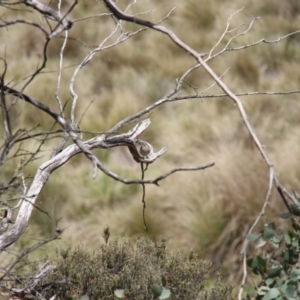 Caligavis chrysops at Mount Clear, ACT - 10 Nov 2019 01:11 PM