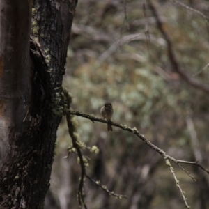 Caligavis chrysops at Mount Clear, ACT - 10 Nov 2019 01:11 PM