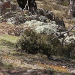 Caligavis chrysops at Mount Clear, ACT - 10 Nov 2019 01:11 PM