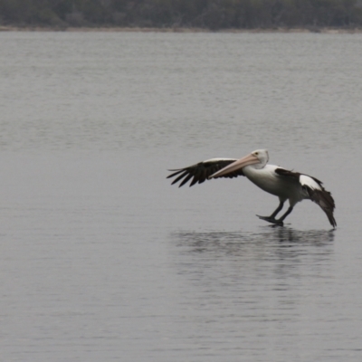 Pelecanus conspicillatus (Australian Pelican) at Wallaga Lake, NSW - 7 Dec 2019 by JimL
