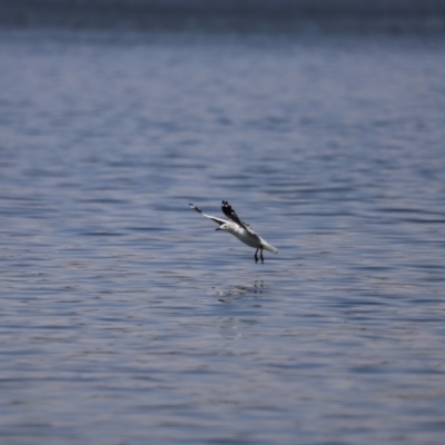 Chroicocephalus novaehollandiae (Silver Gull) at Greenway, ACT - 24 Nov 2019 by JimL