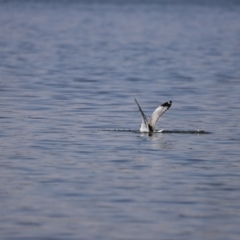 Chroicocephalus novaehollandiae at Greenway, ACT - 24 Nov 2019