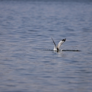 Chroicocephalus novaehollandiae at Greenway, ACT - 24 Nov 2019