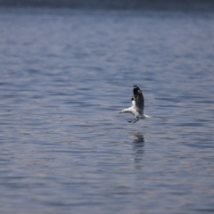 Chroicocephalus novaehollandiae at Greenway, ACT - 24 Nov 2019