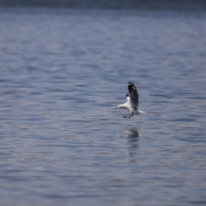 Chroicocephalus novaehollandiae at Greenway, ACT - 24 Nov 2019