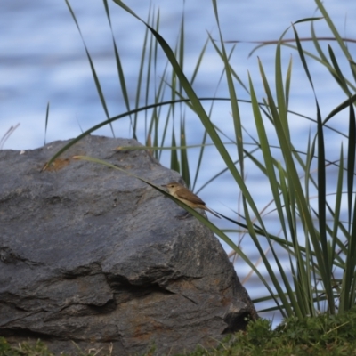 Acrocephalus australis (Australian Reed-Warbler) at Belconnen, ACT - 17 Nov 2019 by JimL