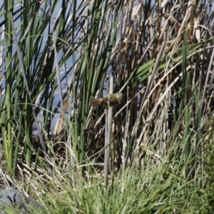 Acrocephalus australis at Belconnen, ACT - 17 Nov 2019