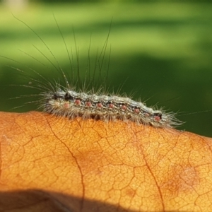 Anestia (genus) at Turner, ACT - 20 Mar 2022