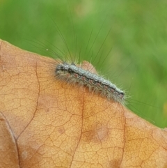 Anestia (genus) at Turner, ACT - 20 Mar 2022