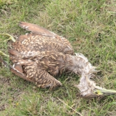 Nycticorax caledonicus at Throsby, ACT - 20 Mar 2022 10:07 AM