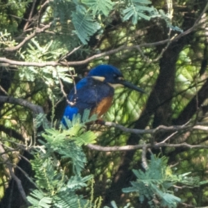 Ceyx azureus at Paddys River, ACT - 20 Mar 2022