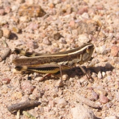 Macrotona australis (Common Macrotona Grasshopper) at Kambah, ACT - 20 Mar 2022 by MatthewFrawley