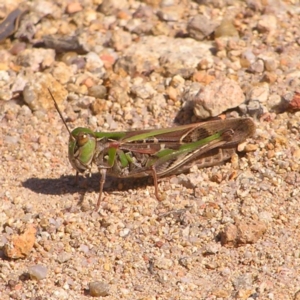 Oedaleus australis at Kambah, ACT - 20 Mar 2022