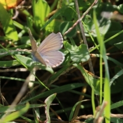 Zizina otis (Common Grass-Blue) at Wodonga, VIC - 19 Mar 2022 by KylieWaldon