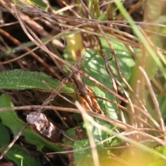 Phaulacridium vittatum (Wingless Grasshopper) at Wodonga, VIC - 19 Mar 2022 by KylieWaldon