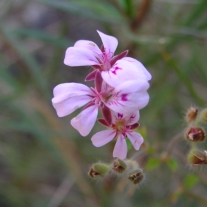 Pelargonium australe at Kambah, ACT - 20 Mar 2022