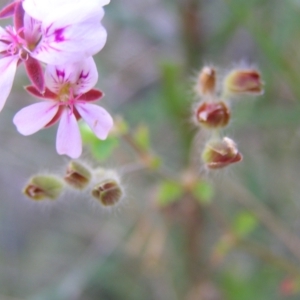 Pelargonium australe at Kambah, ACT - 20 Mar 2022