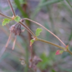 Pelargonium australe at Kambah, ACT - 20 Mar 2022